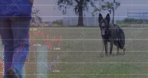 Obraz Standing German Shepherd dog panting in grassy field by water, with stock graphs and percentages