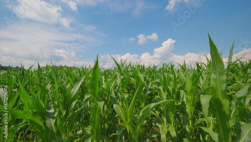 Fotografia A Lush Green Cornfield Displaying Abundant Growth Under a Bright and Clear Sky A