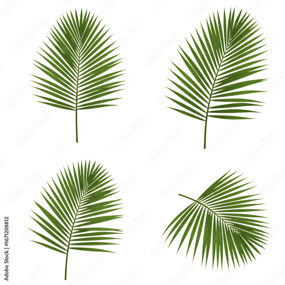 Obraz premium Realistic urban coconut leaf, isolated on white background, shown in 4 different positions (top view, side view, diagonal, slightly curved). High resolution, clean edges, no shadows, no extra objects.