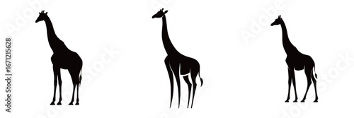 Three distinct silhouettes of giraffes arranged in a row highlight their elegant necks and body shapes. The artwork emphasizes the beauty of these animals in minimalistic style.