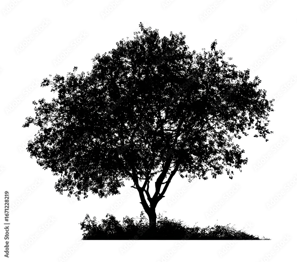 Fototapeta premium Silhouette of majestic tree nature scene plant tranquil isolated on transparent background