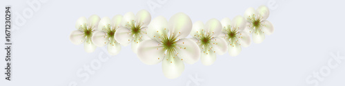 Vector Bali flowers border isolated on transparency grid background