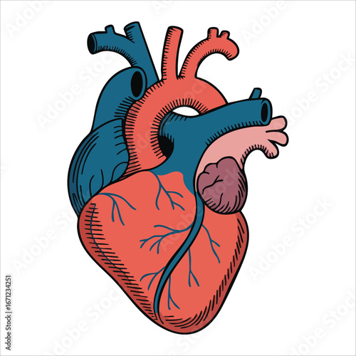 detailed anatomical human heart illustration with arteries vector art isolated on white background