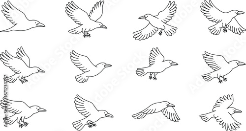 Dynamic bird flight sequence showing multiple poses and wing movements realistic sketch art
