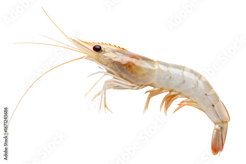 Large raw shrimp with curved body and prominent black eye against white, isolated on a transparent background
