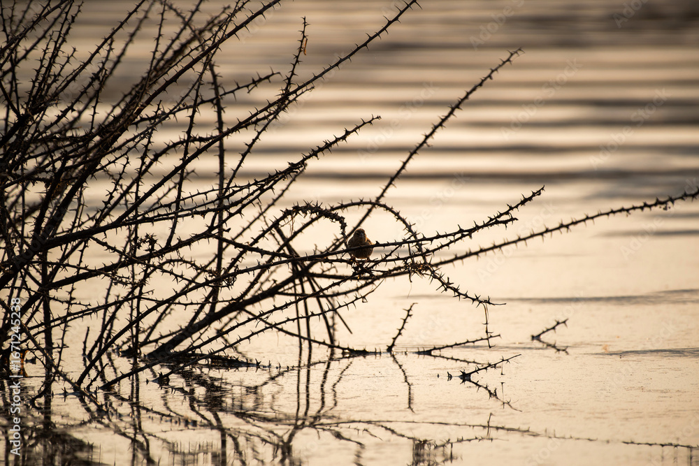 Fototapeta premium Pipit perché sur un arbuste épineux au bord d'un lac