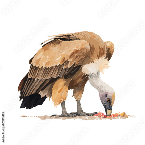 Detailed Illustration of a Griffon Vulture Feeding on Raw Meat Close Up