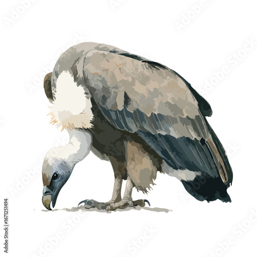 Detailed Illustration of a Vulture with Distinctive Feather Patterns and Posture