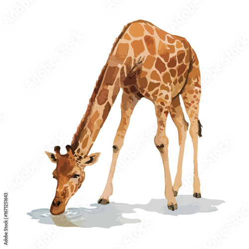 Giraffe bending to drink water with its head submerged in the pool