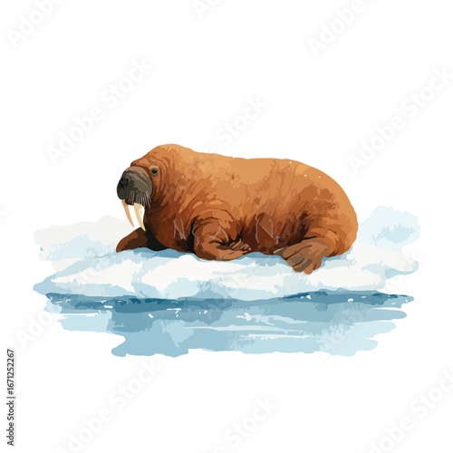 Relaxing Walrus on an Ice Floe with Visible Whiskers and Tusks