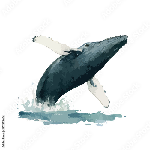 Splashing Humpback Whale Leaping with Textured Skin and Water Droplets