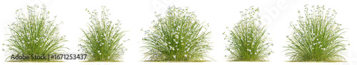 Fotografie Set of Liberta Grandifolia Grass with isolated on transparent background