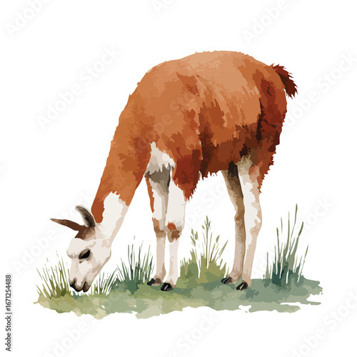 Watercolor Llama Grazing on Green Grass with Detailed Fur and Features