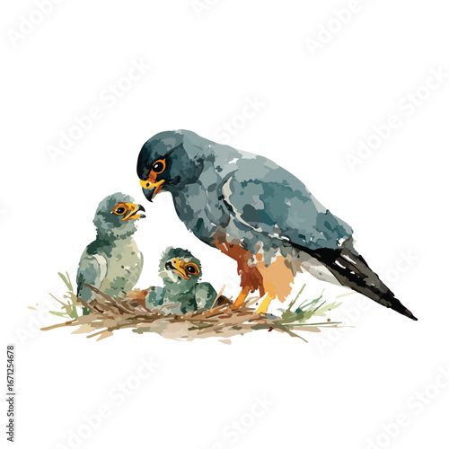 Watercolor peregrine falcon mother attentively watching over her three nestlings