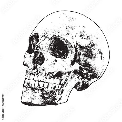 Detailed anatomical sketch of a human skull for medical illustration or educational materials and gothic designs