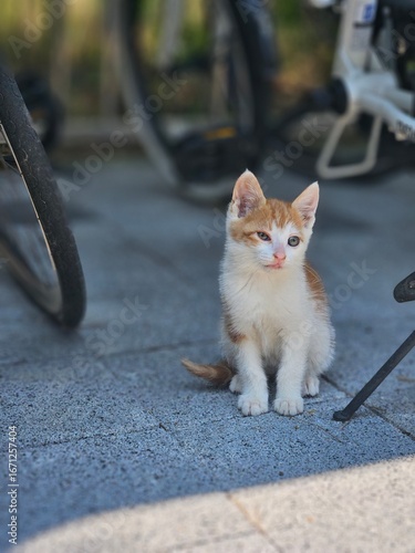 cat on the street