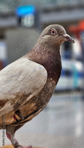 close up of a pigeon