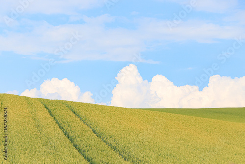 Foto Golden Fields Under a Blue Sky in Biei, Hokkaido, Japan
