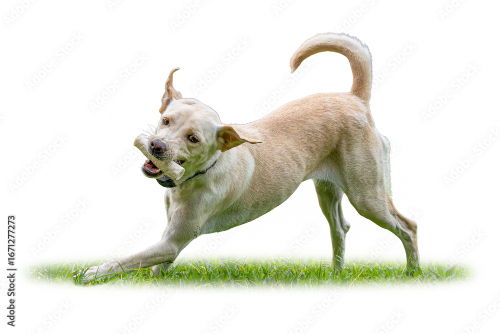 Obraz premium Playful Labrador Retriever running on grass with a bone toy in its mouth