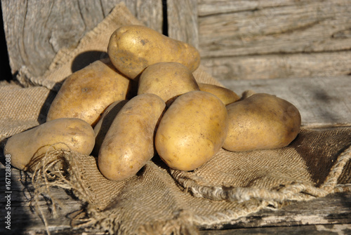 naturally grown potatoes on a wooden old table. farm products