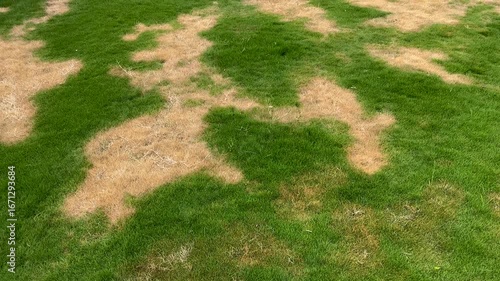 Patchy Lawn with Brown and Green Grass Showing Drought Stress