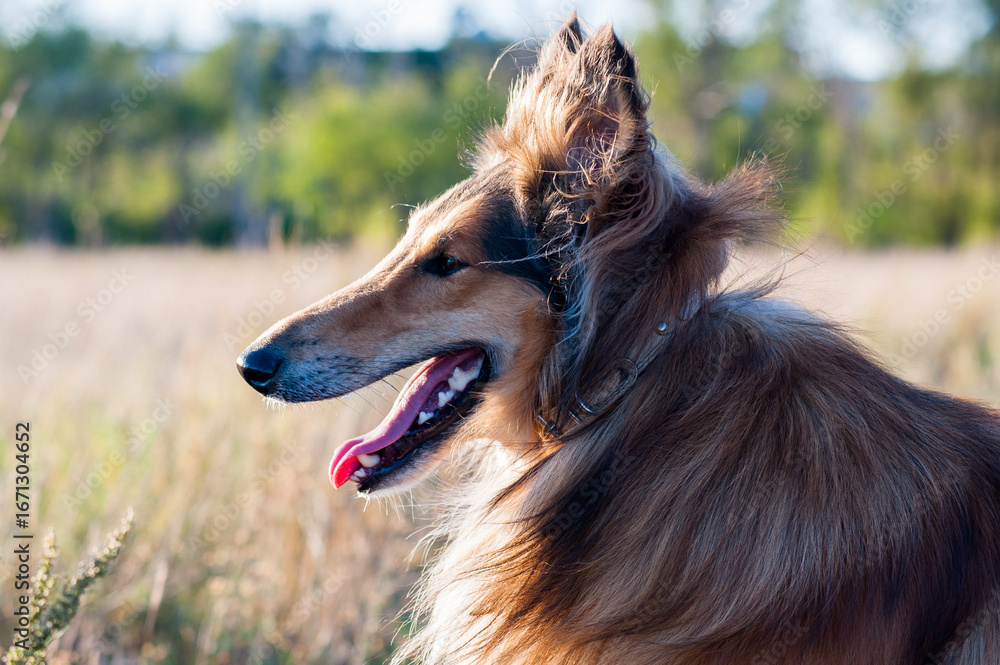 Fototapeta premium portrait of a dog