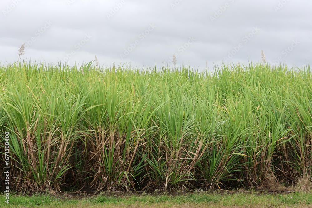 Obraz premium Field of tall sugar cane blades under a cloudy sky