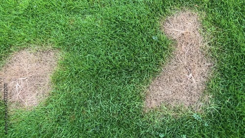 Damaged Dry Grass Circles in Green Grass Lawn. Dried and Damage Grass Closeup.