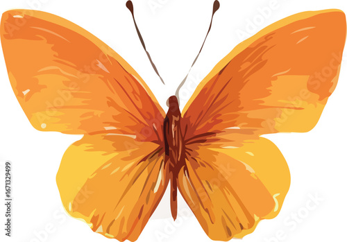 Butterfly vector illustration