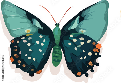 Butterfly vector illustration