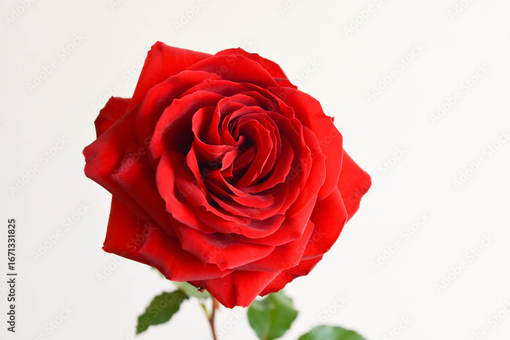 Naklejka premium 赤いばら