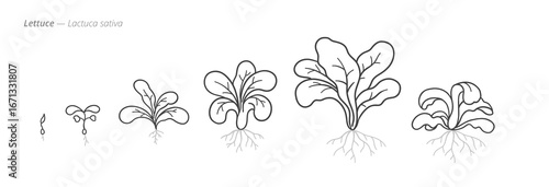 Lettuce growth stages from seeds to harvest. Botanical monochrome black and white hand drawn vector Illustration
