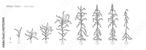 Maize corn growth stages from seeds to dried tops. Botanical monochrome black and white hand drawn vector Illustration