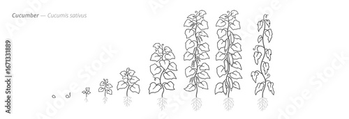 Cucumber growth stages from seed to harvest in detail. Botanical monochrome black and white hand drawn vector Illustration