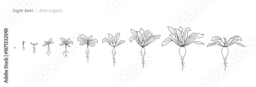 Growth stages of sugar beet from seed to harvest. Botanical monochrome black and white hand drawn vector Illustration