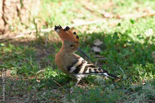 Eurasian hoopoe