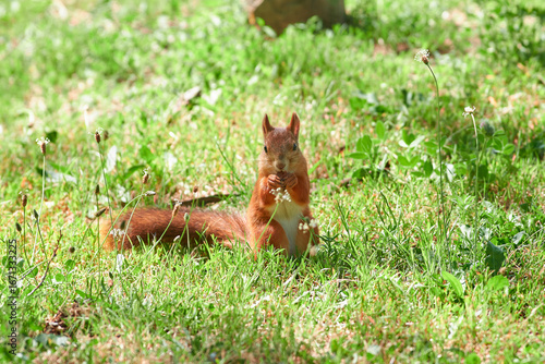 Red squirrel