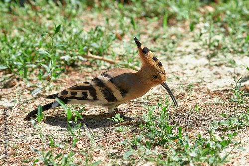 Upupa epops