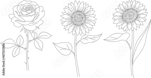 Three delicate line art flowers a rose and two sunflowers floral botanical