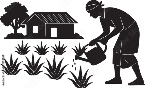 Farmers are cultivating aloe vera in rural areas.  এলোভেরা চাষাবাদ