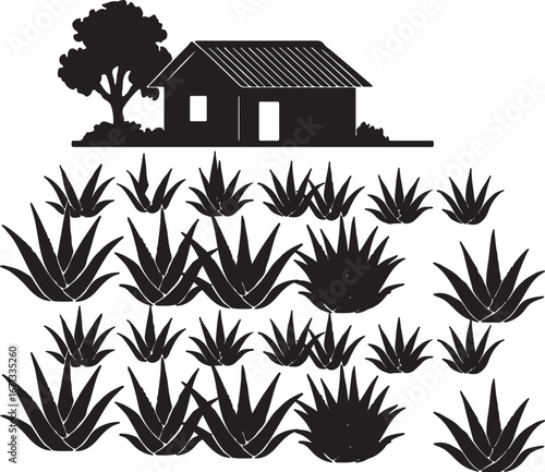 Farmers are cultivating aloe vera in rural areas.  এলোভেরা চাষাবাদ