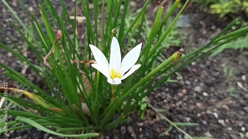 The flower in the image is a White Rain Lily Zephyranthes candida. 