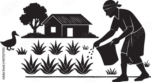 Farmers are cultivating aloe vera in rural areas.  এলোভেরা চাষাবাদ