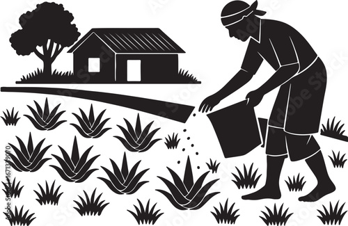 Farmers are cultivating aloe vera in rural areas.  এলোভেরা চাষাবাদ
