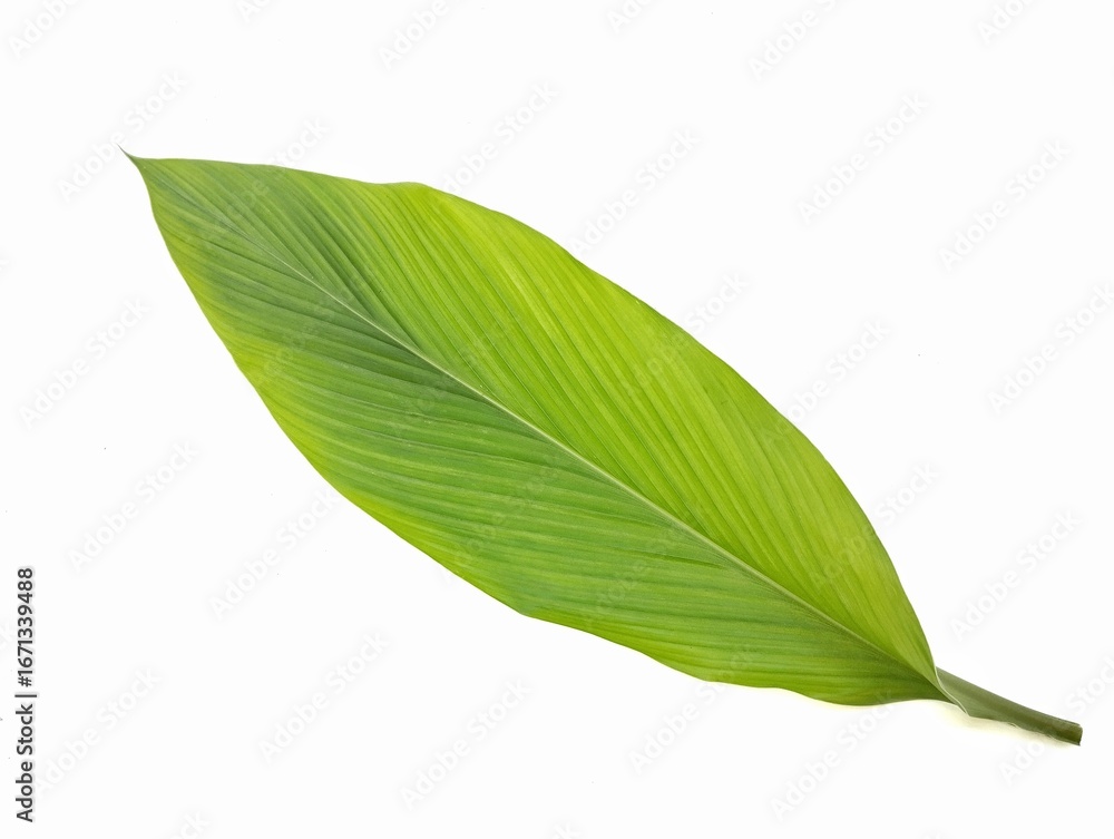 Obraz premium Turmeric leaf (Curcuma longa) isolated on white background 