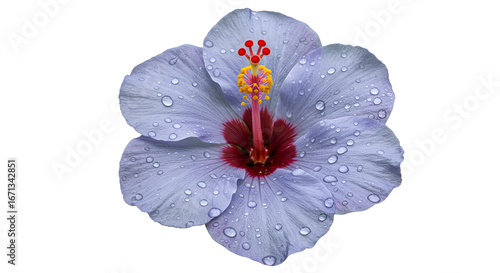 A Beautiful Purple Hibiscus Flower Blooming With Delicate Pink Petals