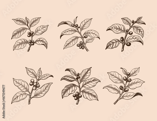 coffee plant line art template