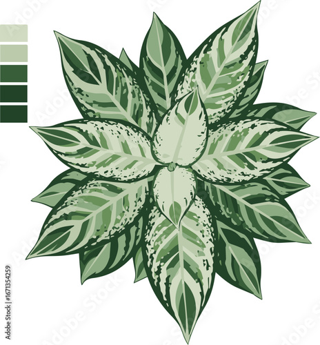 Vector illustration of a variegated Aglaonema plant top view with a green color palette