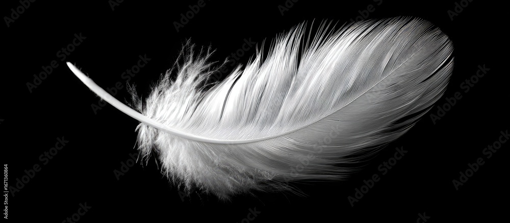 Obraz premium Delicate white feather against black backdrop (1)