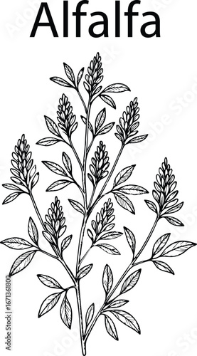 Hand Drawn Alfalfa Botanical Vector Illustration – Vintage Herbal Line Art